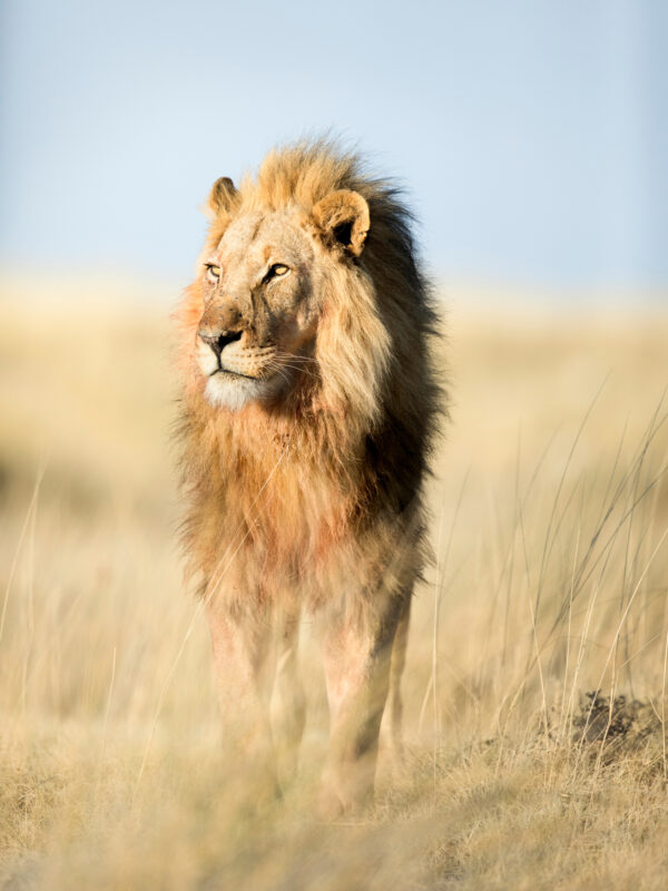 THE AFRICAN TABLE: A CULINARY SAFARI