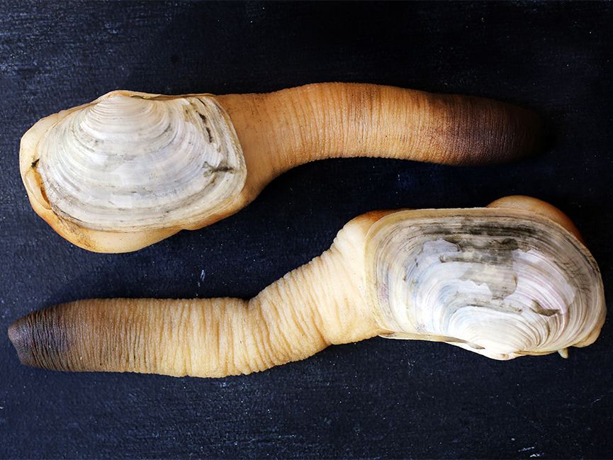 Anatomy of a Geoduck – Andrew Zimmern